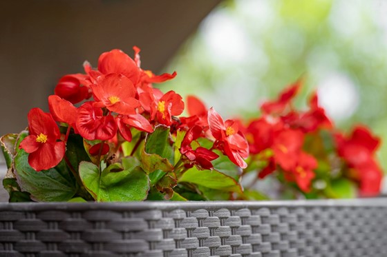 begonia-intretinere